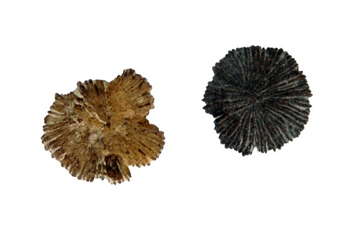 Platyatus orbinyi